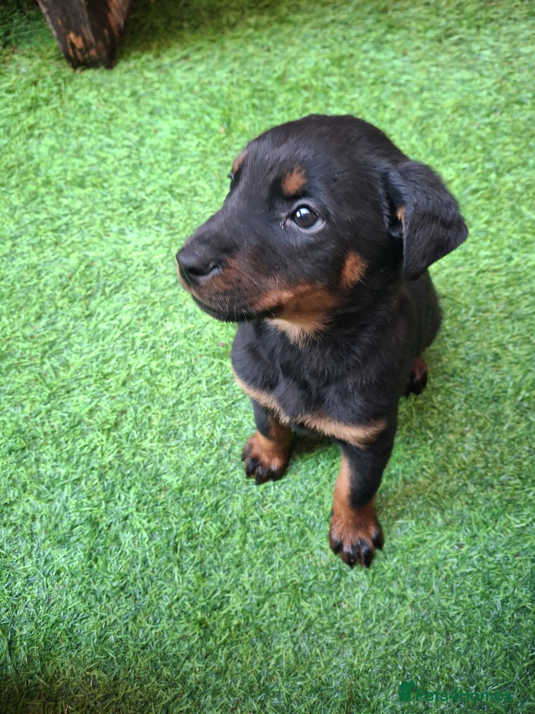 Dobermann dogs for sale: Rottweiler/Doberman  - Image 9