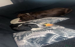 Mixed Breed dogs for sale: Last puppy from the litter!!  - Image 3