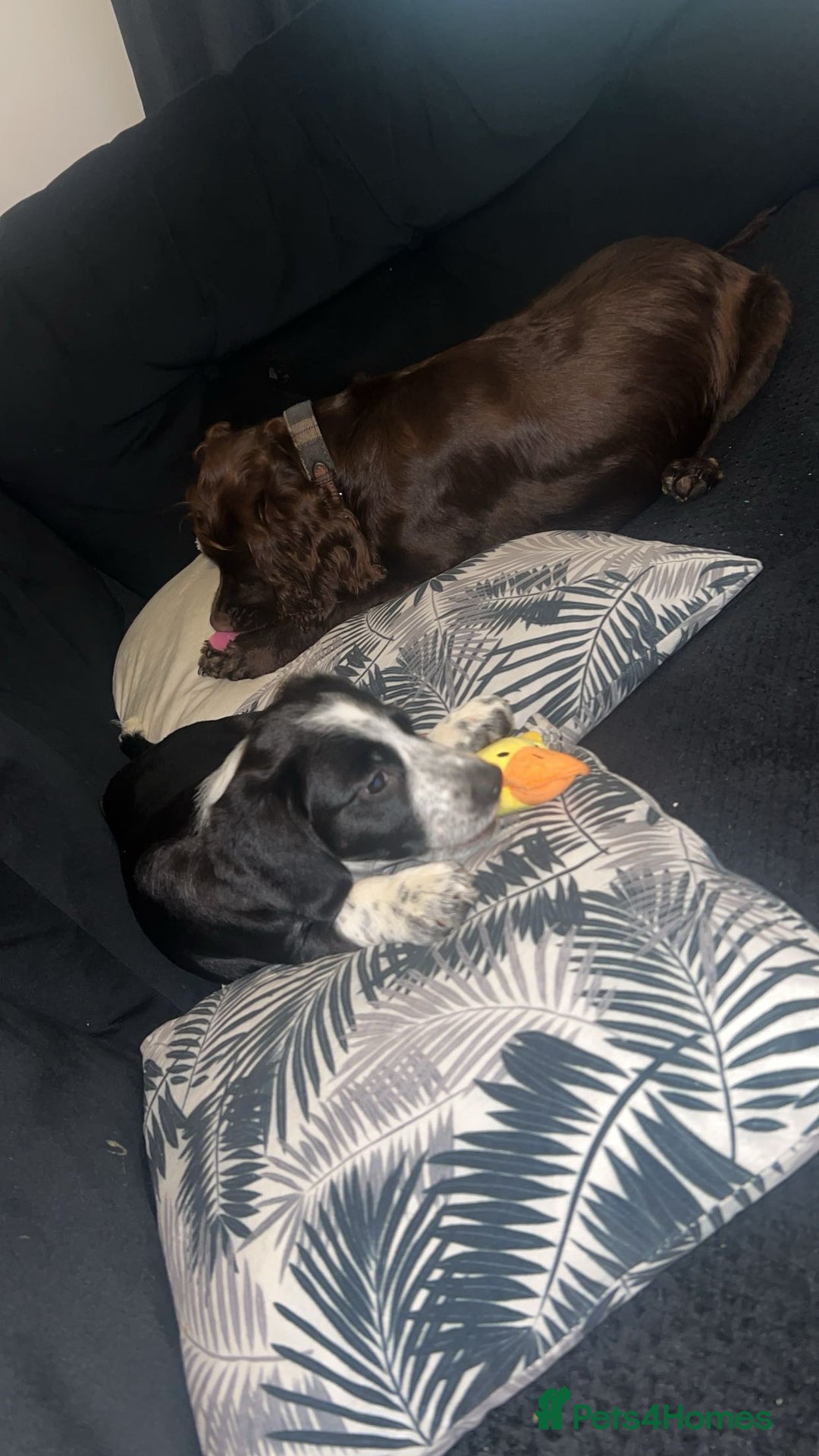 Mixed Breed dogs for sale: Last puppy from the litter!!  - Image 3