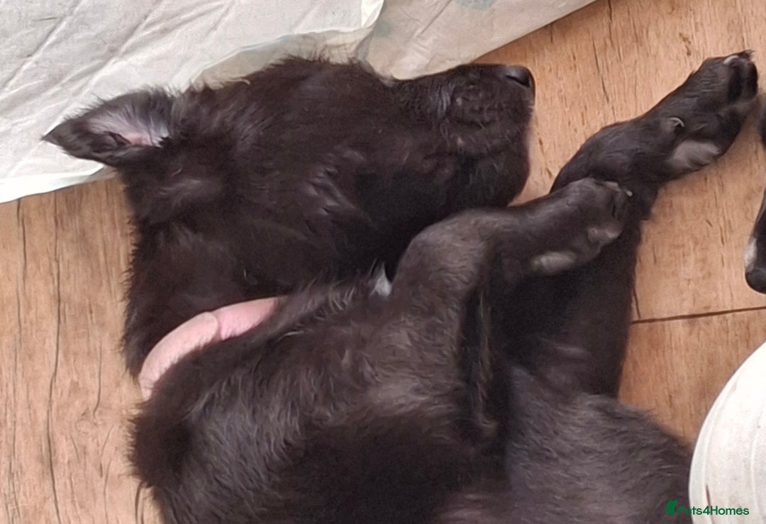 Mixed Breed dogs for sale: Collie cross - Image 3