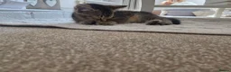 American Shorthair cats for sale: Adorable kitten for sale! - Advert 6