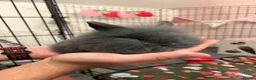 Mini Lion Lop rabbits for sale: Bunnies ready to go ! - Advert 3