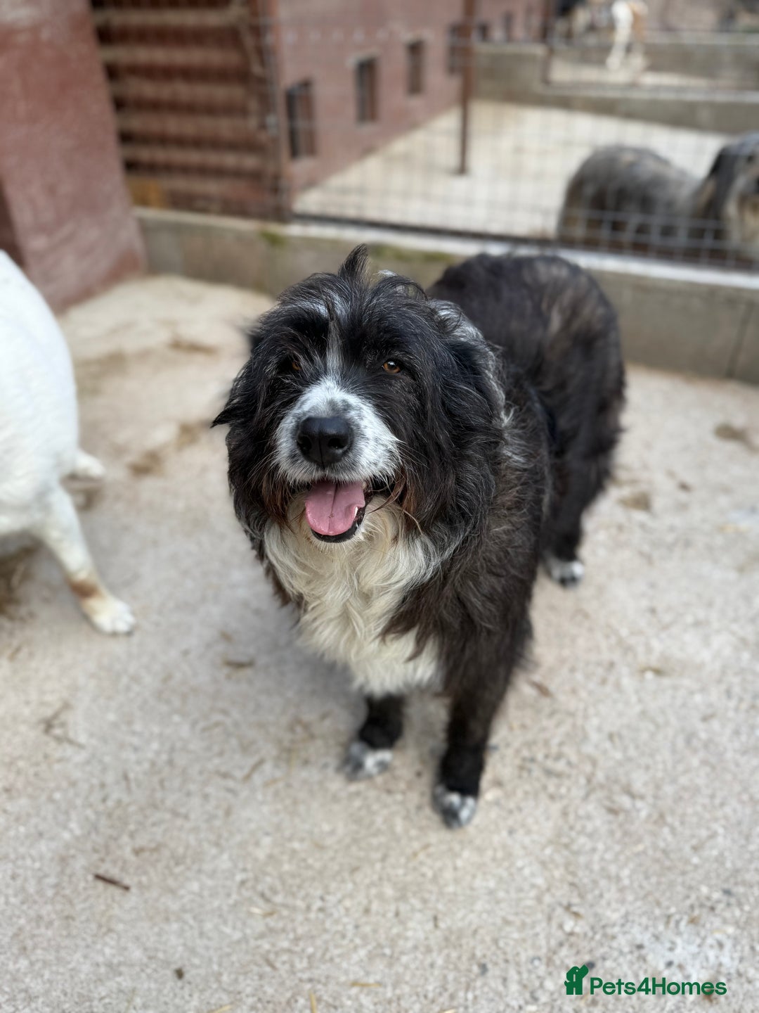 Mixed Breed dogs for adoption: Xin is waiting patiently for a family  - Image 3