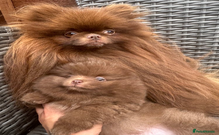 Pomeranian dogs - Advert 2