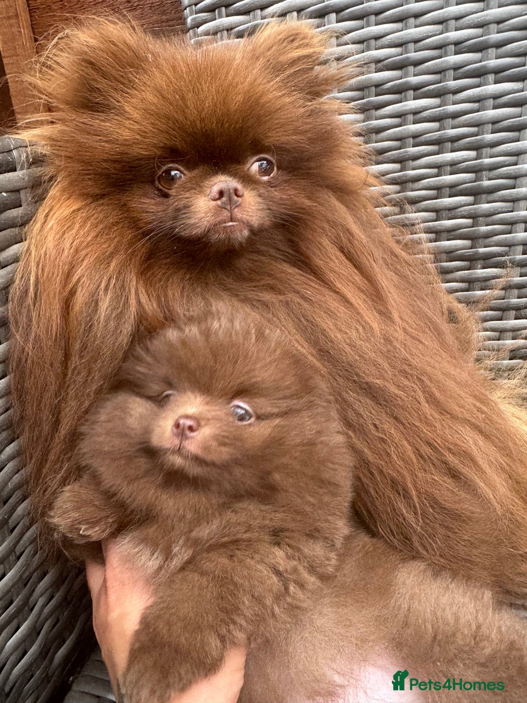 Pomeranian dogs for sale: Teddy bear amazing puppy 🥰 - Image 1