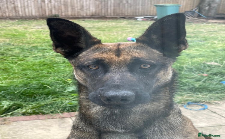 Belgian Shepherd Dog dogs - Advert 2