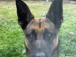 Belgian Shepherd Dog dogs - Advert 31