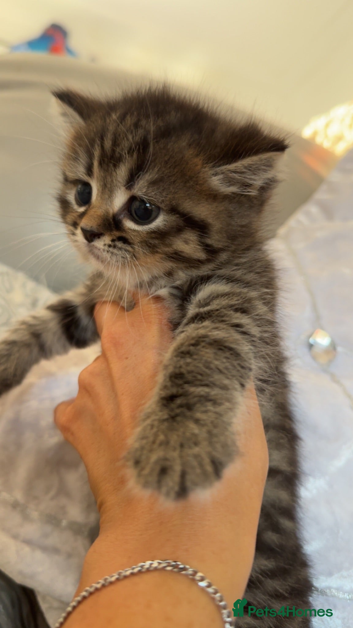 Scottish Fold cats Scottish fold kittens ready for their forever home - Advert 1