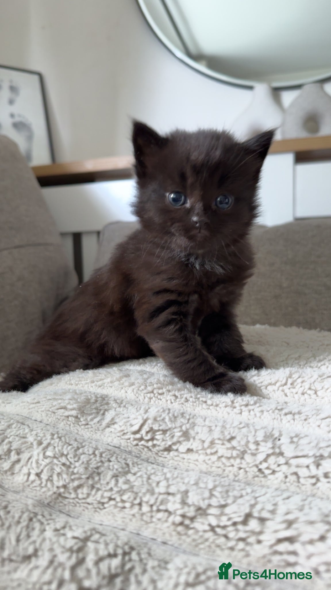 Mixed Breed cats Kittens for Sale - Advert 1