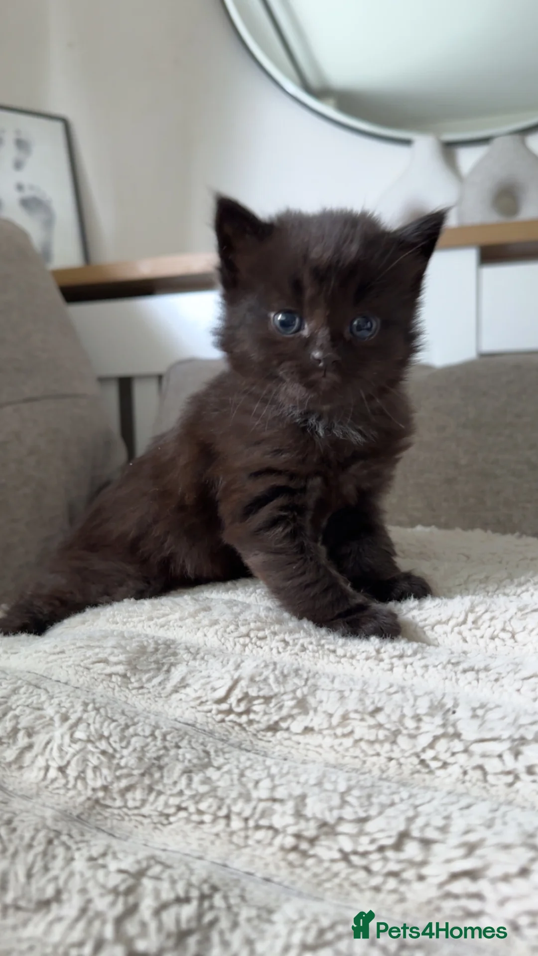 Mixed Breed cats for sale: Kittens for Sale - Advert 1