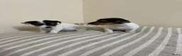 Jack Russell dogs for sale: Minature jack russells in Coventry - Advert 8