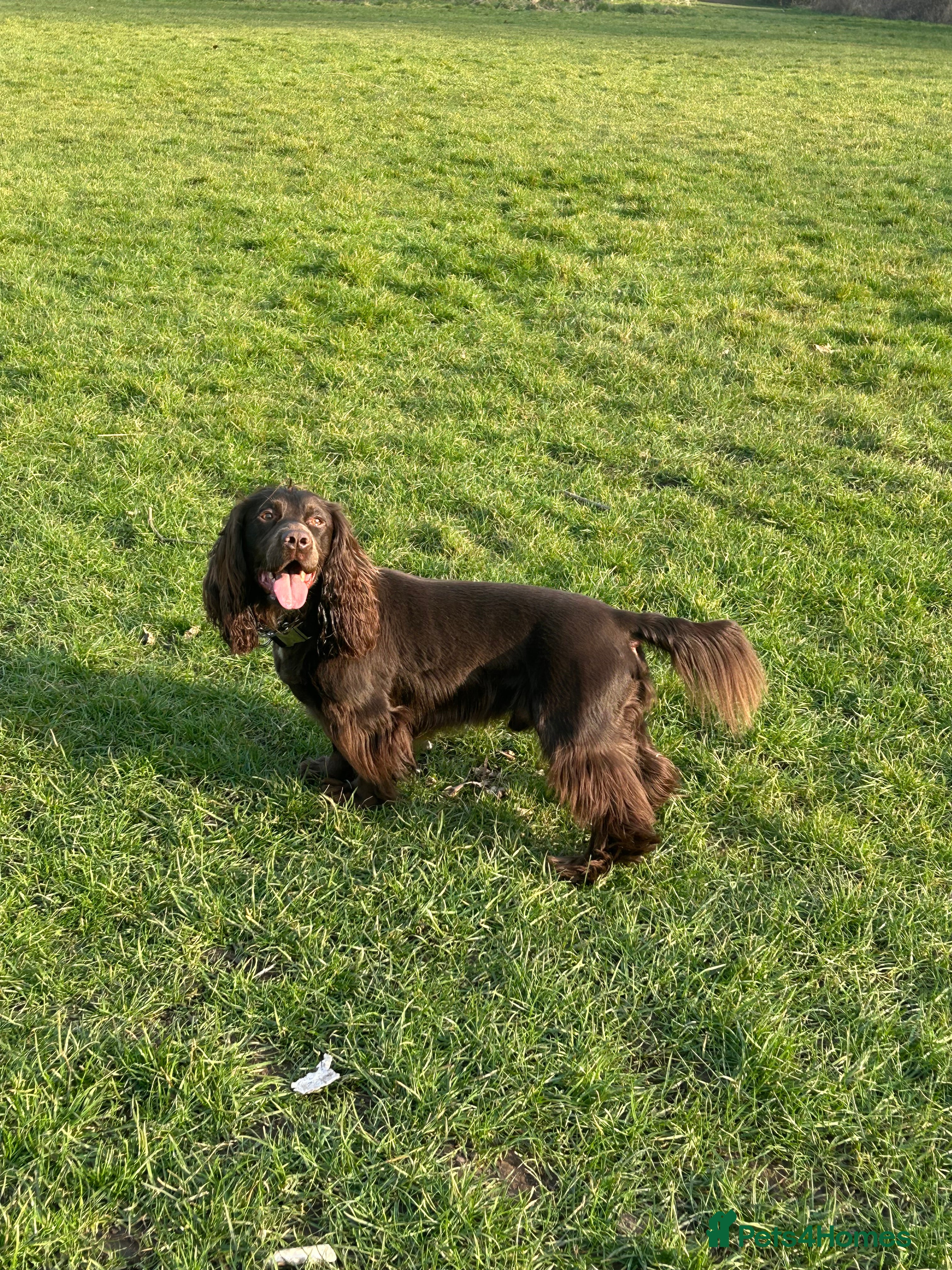 Cocker Spaniel dogs Working Cocker spaniel for stud  - Advert 2
