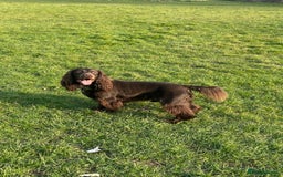 Cocker Spaniel dogs for stud: Cocker spaniel  - Image 1