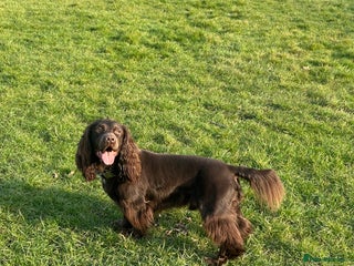 Cocker Spaniel dogs - Advert 28