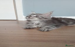 Maine Coon cats for sale: 4 boys for sale - Image 13