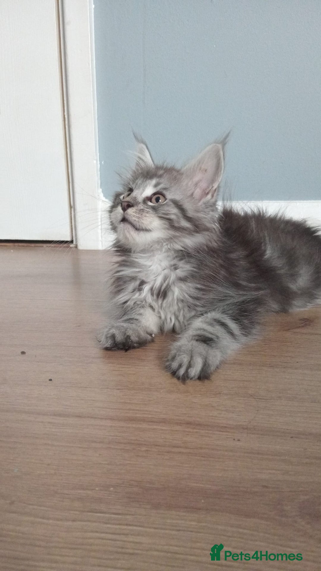 Maine Coon cats for sale: 4 boys for sale - Image 13