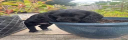 Cocker Spaniel dogs for sale: Black working Cocker Spaniel male - Advert 9