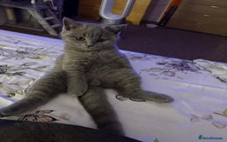 British Shorthair cats for sale: British shorthaired kittens for sale - Image 8