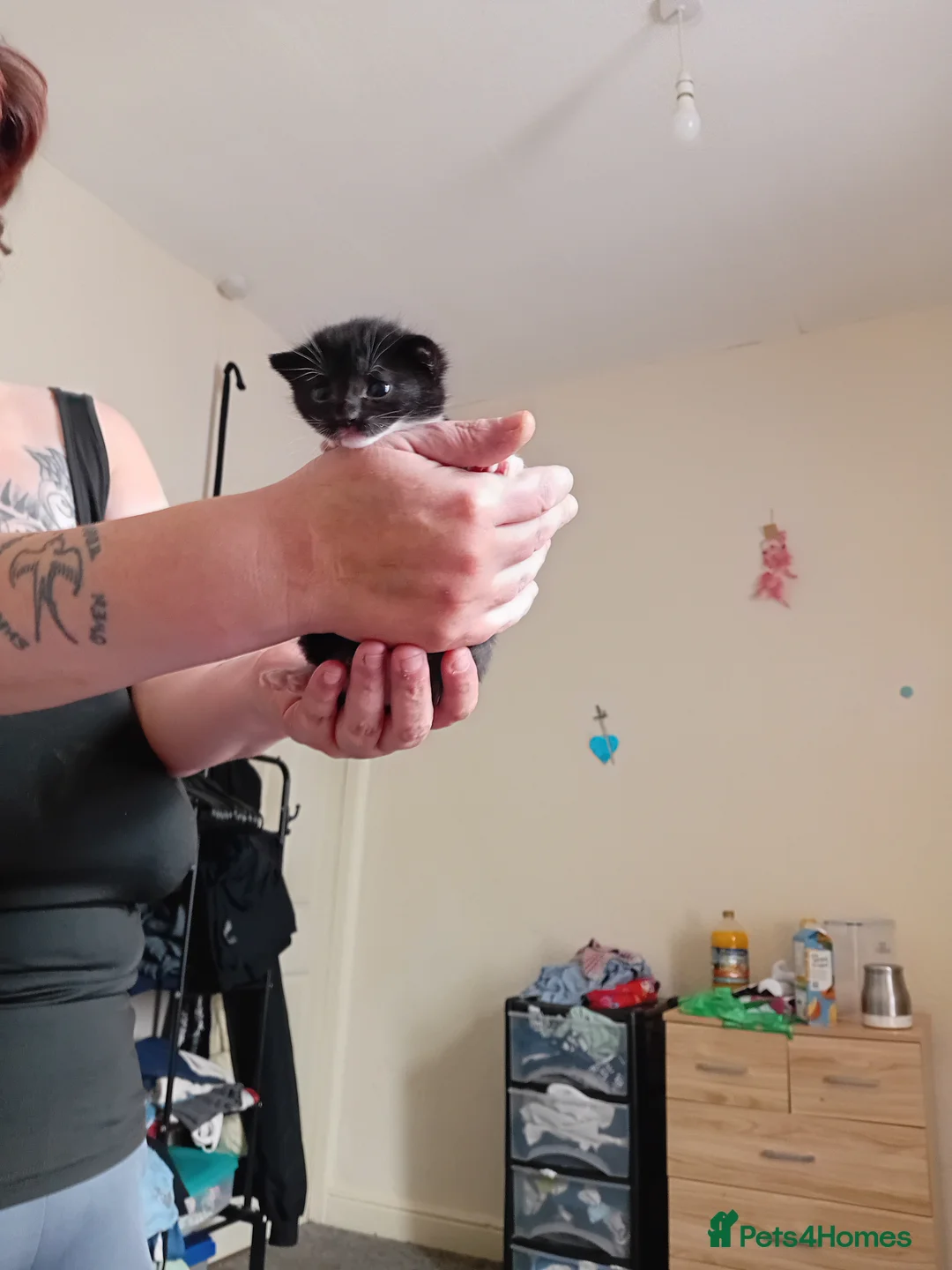 Mixed Breed cats for sale: Kitten for sale  in Burnley - Advert 1