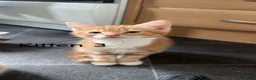 Mixed Breed cats for sale: Kittens looking for their forever homes in Dunfermline - Advert 3