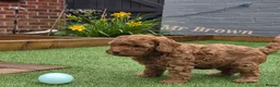Cavapoo dogs for sale: LAST FOX RED GORGEOUS GIRL AVAILABLE NOW - Advert 26