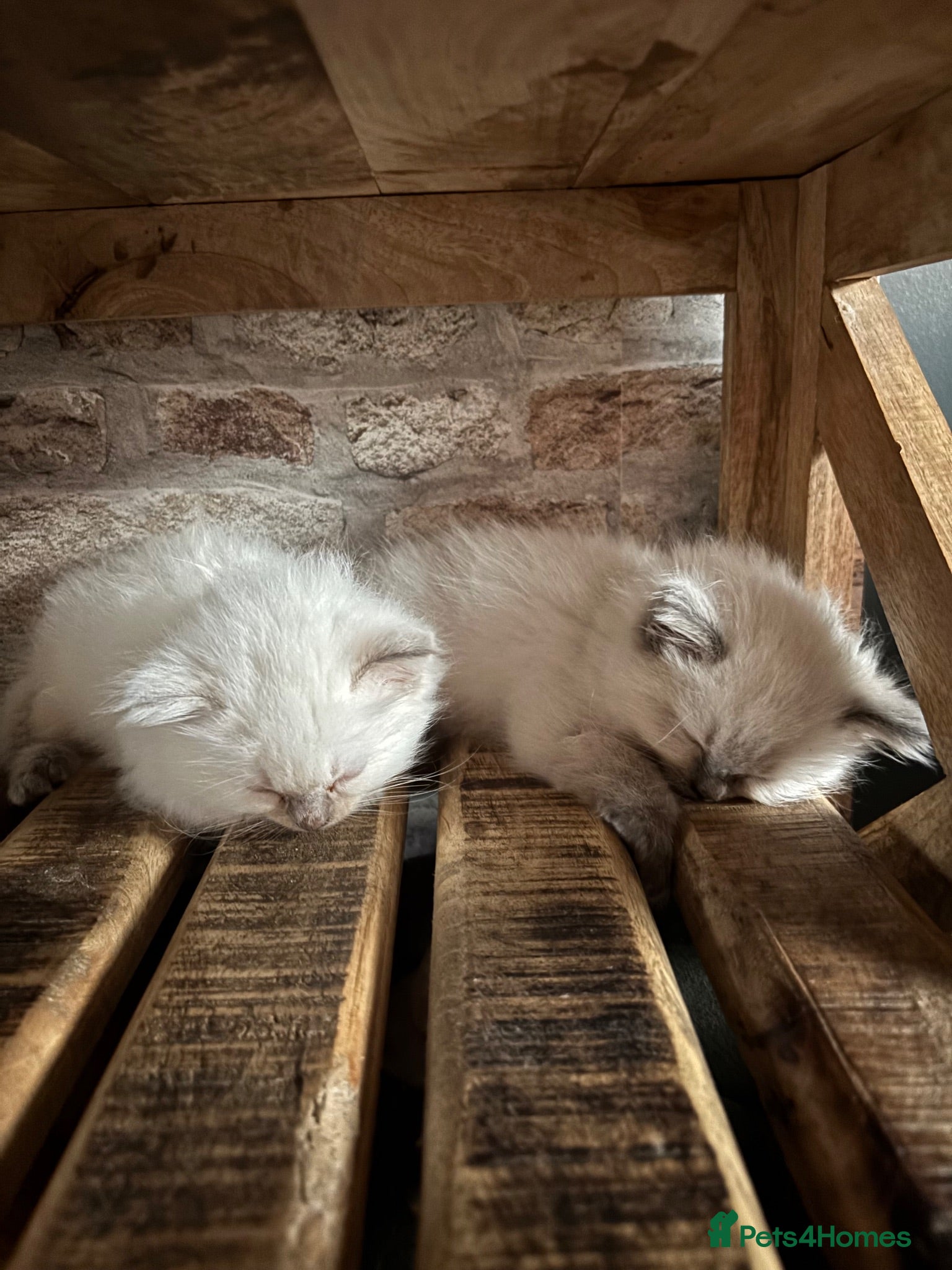 Ragdoll cats Beautiful Pure Ragdoll kittens - Advert 2