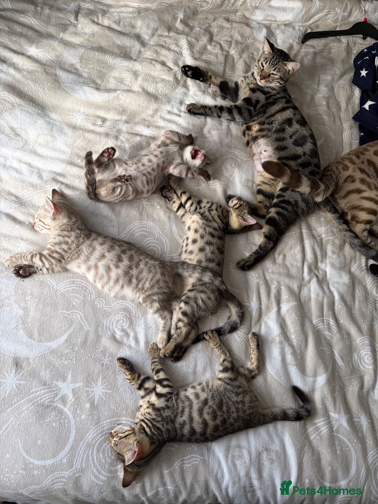 Bengal cats Bengal kittens - Advert 1