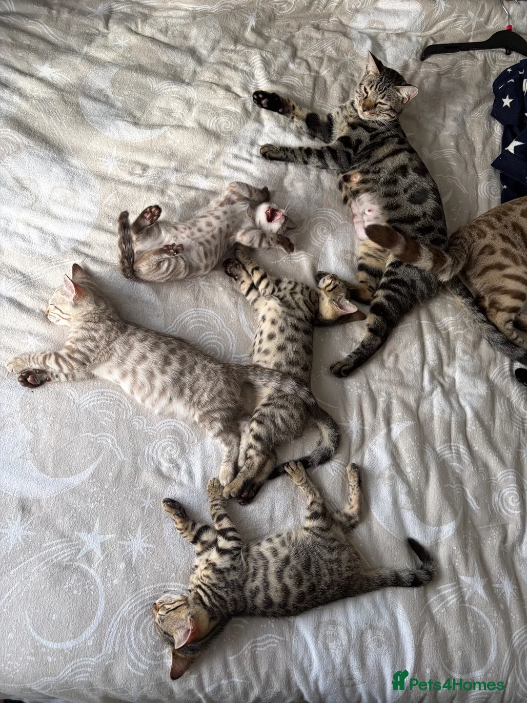 Bengal cats for sale: Bengal kittens - Advert 1