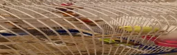 Budgerigars birds for sale: 4 Breeding pair of budgies and chicks in London - Advert 27