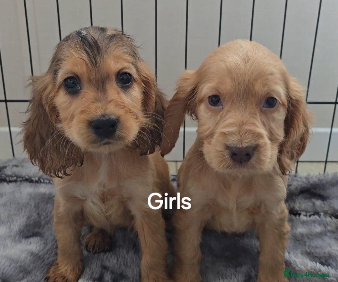 Cocker Spaniel dogs for sale: 4 Stunning cocker spaniel  - Advert 3