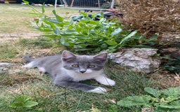Mixed Breed cats for sale: beautiful kittens - Image 28