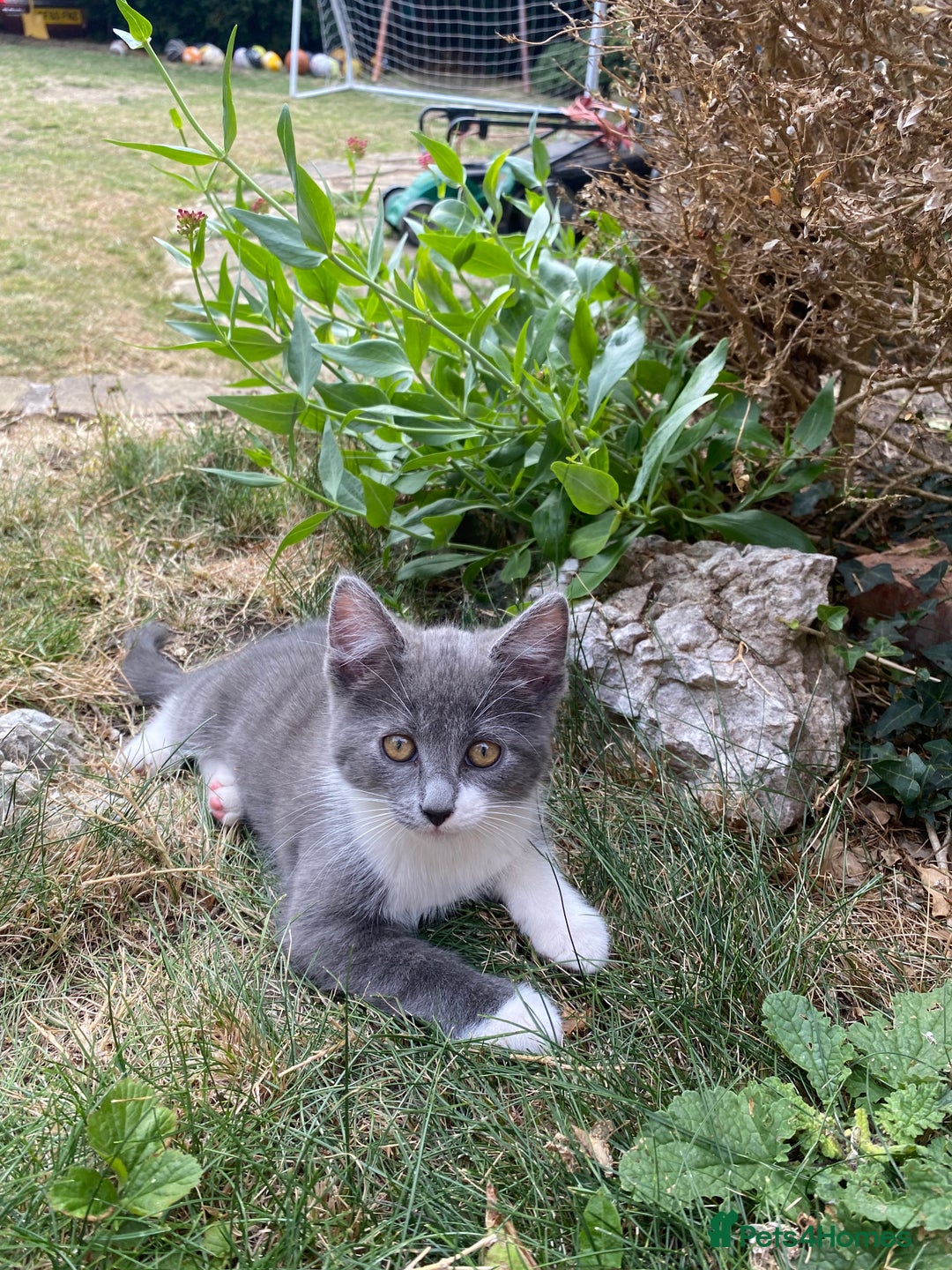 Mixed Breed cats for sale: beautiful kittens - Image 28