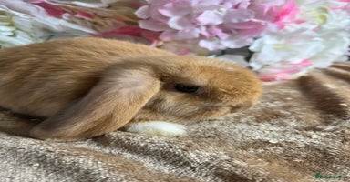Mini Lop rabbits - Advert 5