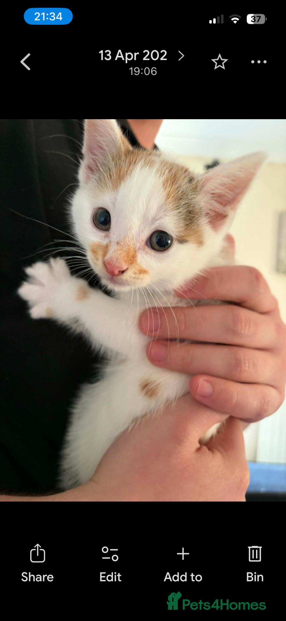 Mixed Breed cats Kittens for sale  - Advert 9