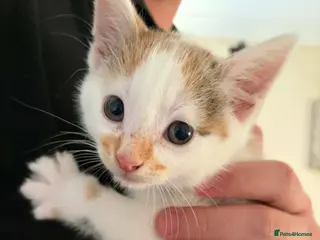 Mixed Breed cats Kittens for sale - Advert 9