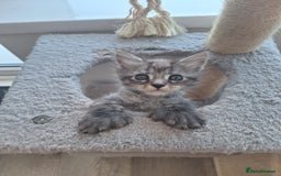 Maine Coon cats for sale: Mainecoon kittens some Polydactyl  - Image 11
