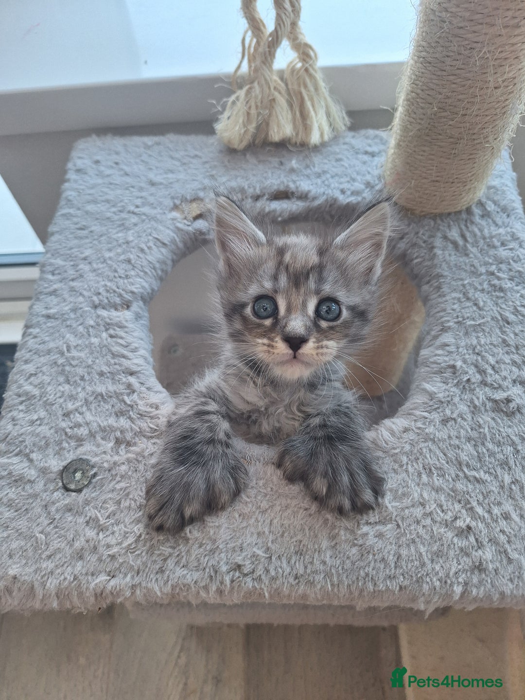 Maine Coon cats for sale: Mainecoon kittens some Polydactyl  - Image 11