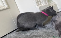 Russian Blue cats for sale: Russian Blue Kittens  in Lanark - Image 23