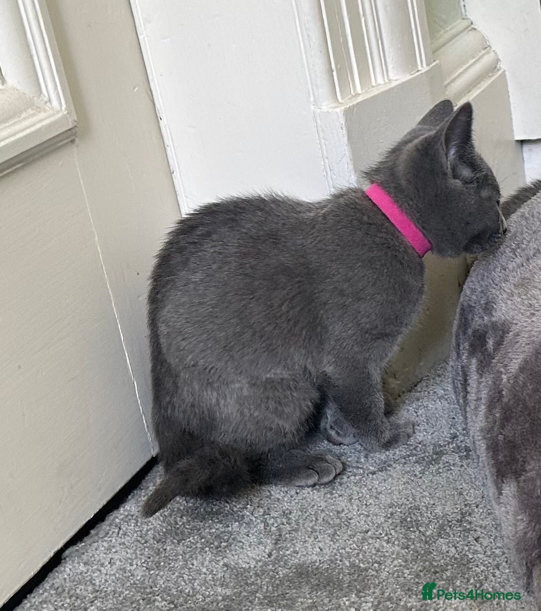 Russian Blue cats for sale: Russian Blue Kittens  in Lanark - Image 23