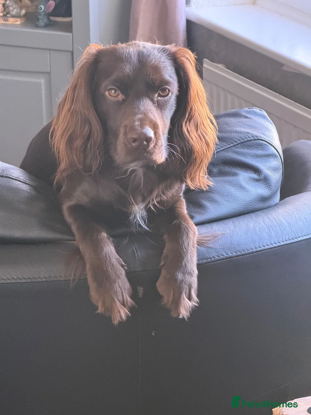 Cocker Spaniel dogs for sale: Teddy is a one year old cocker spaniel - Advert 2