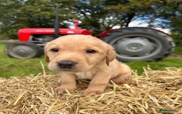 Labrador Retriever dogs for sale: Labrador retriever puppies for sale  - Image 16