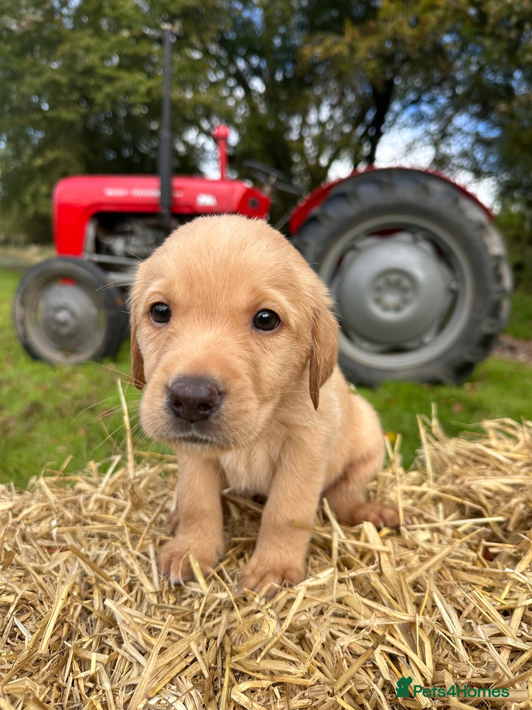 Labrador Retriever dogs for sale: Labrador retriever puppies for sale  - Image 16