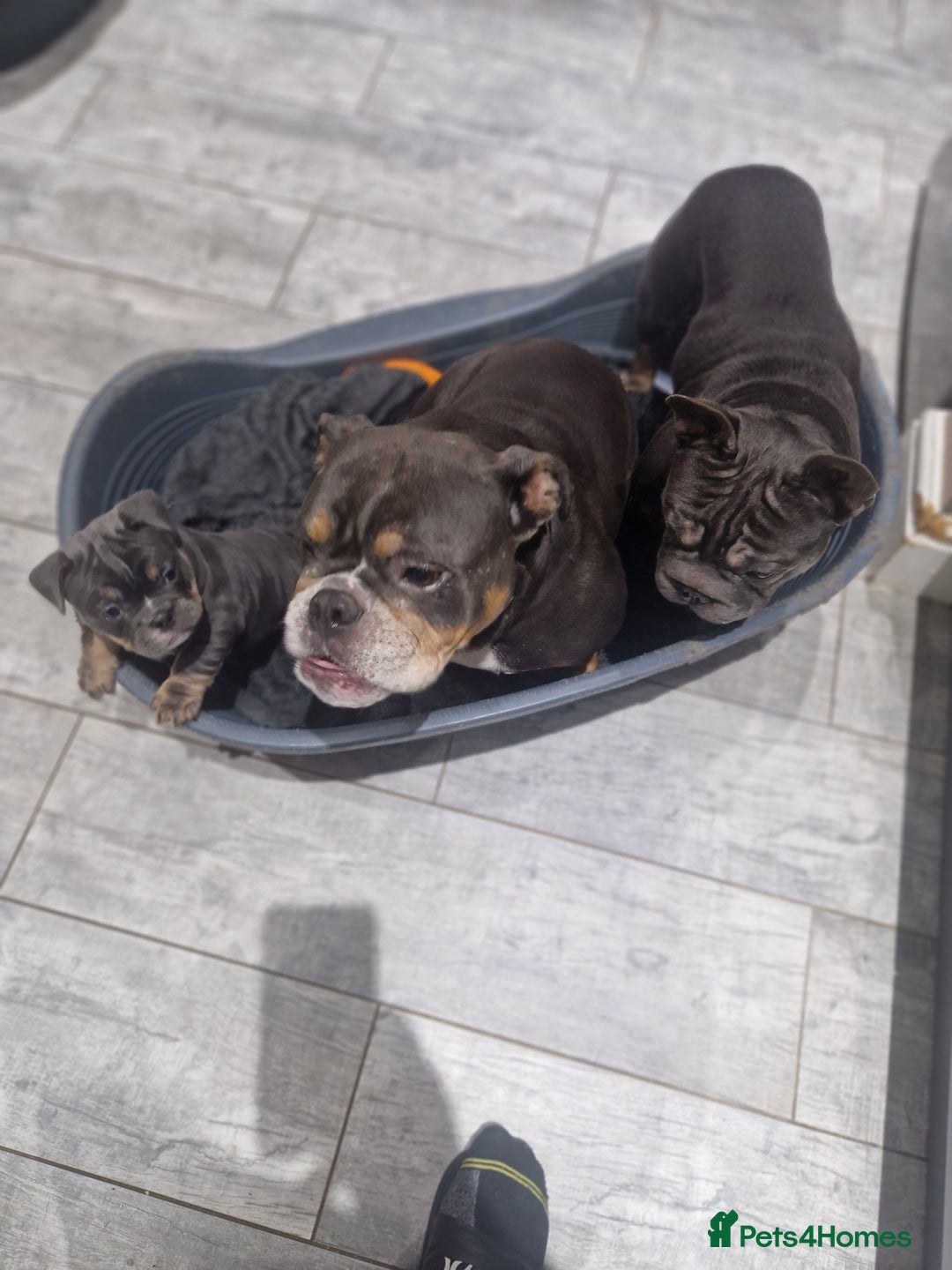 Mixed Breed dogs for sale: Beautiful Blue tri girl - Advert 6