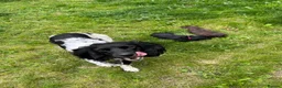 Sprocker dogs for sale: Health checked &Ready to leave , 1st vaccine   - Advert 5