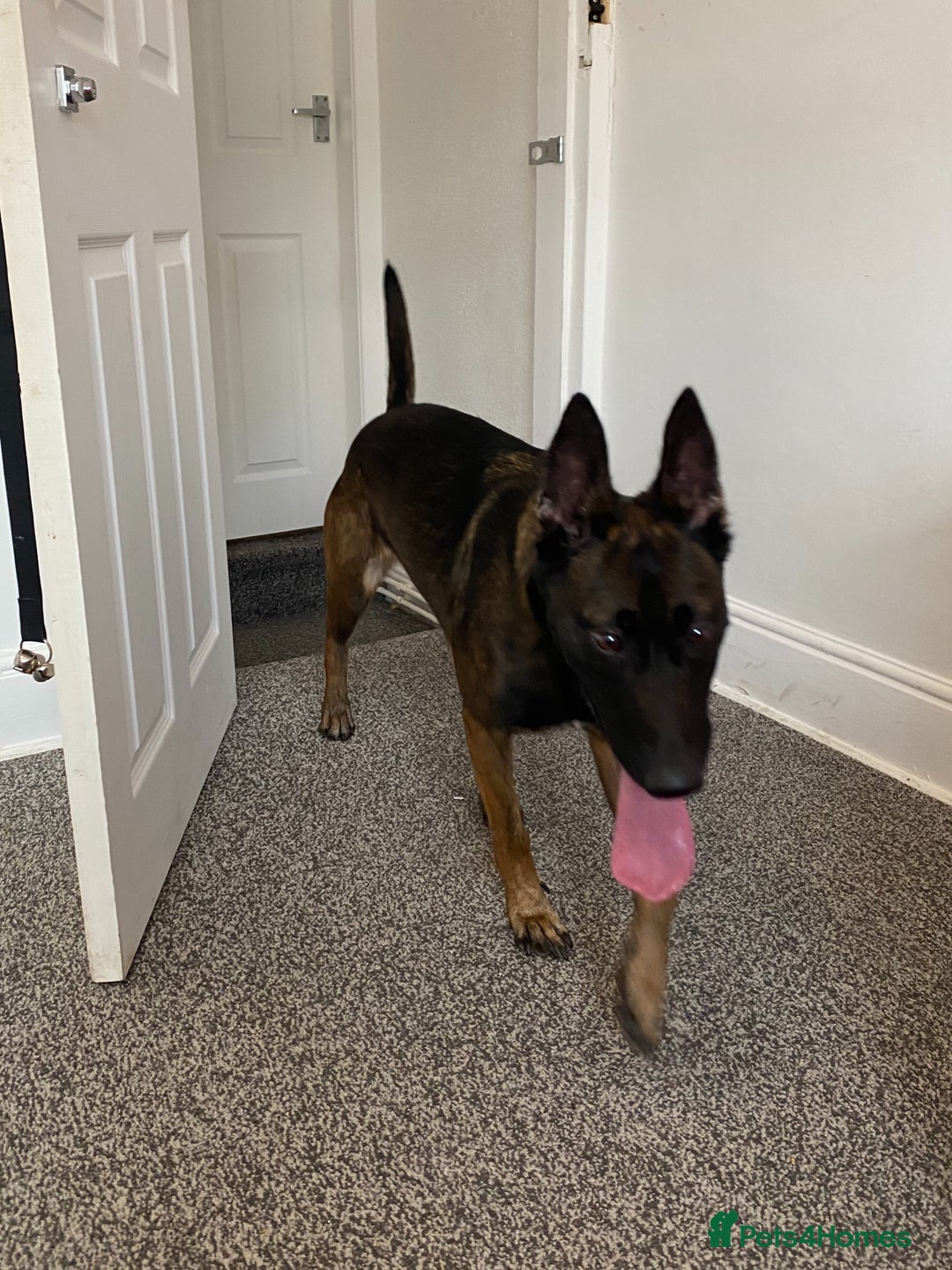 Belgian Shepherd Dog dogs for sale: Belgian Malinois 3 Year Old - Advert 5