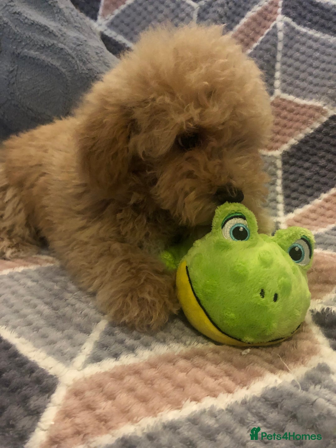 Maltipoo dogs for sale: Maltipoo puppies for sale  - Advert 5