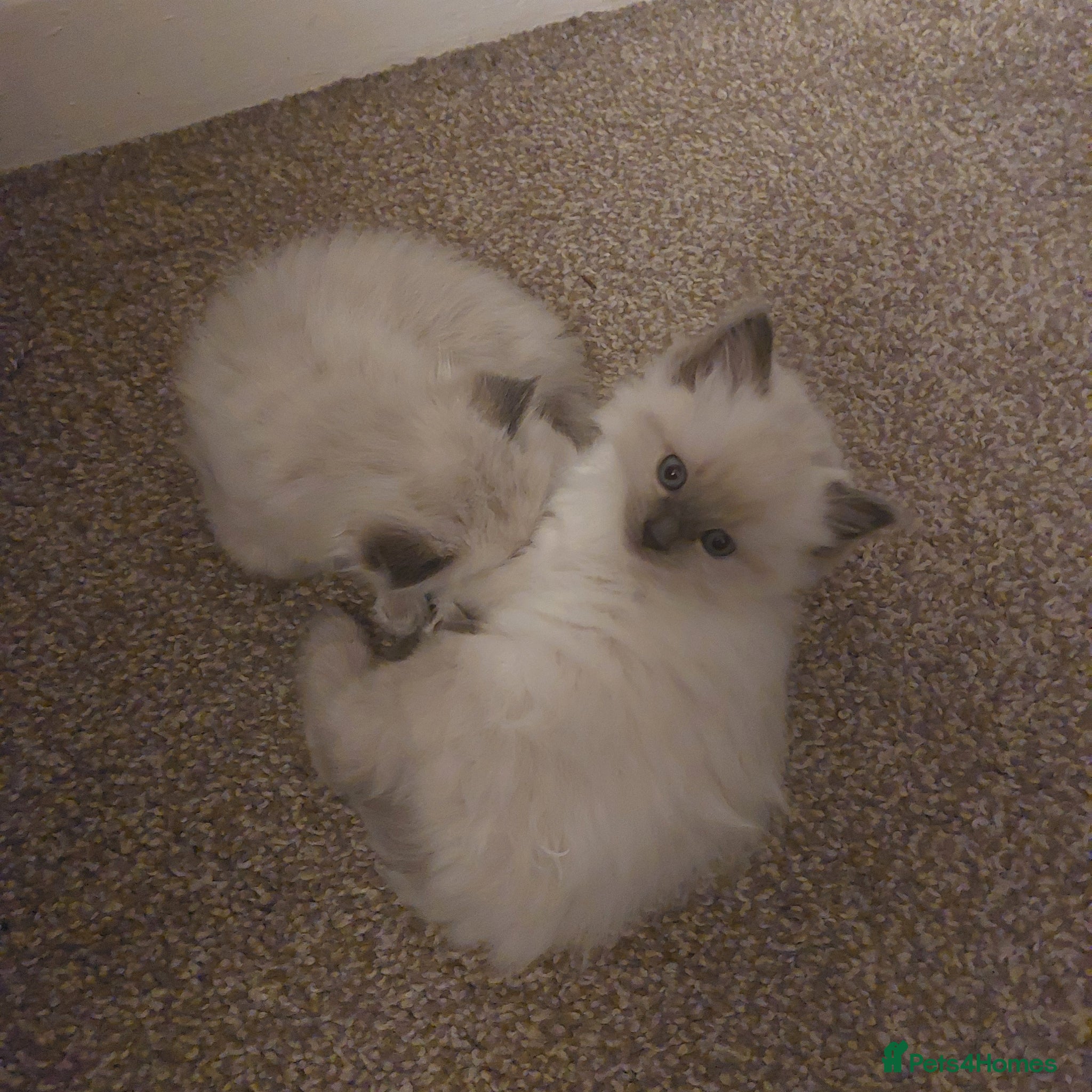 Ragdoll cats 2 gorgeous female ragdoll kittens for sale - Advert 1
