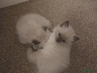 Ragdoll cats 2 gorgeous female ragdoll kittens for sale - Advert 1