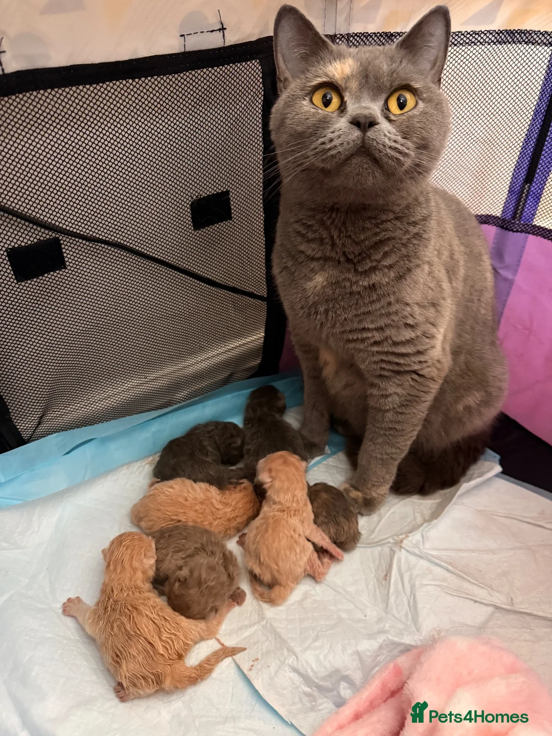 British Shorthair cats for sale: Beautiful British Shorthair Kittens-Rare colours - Advert 1