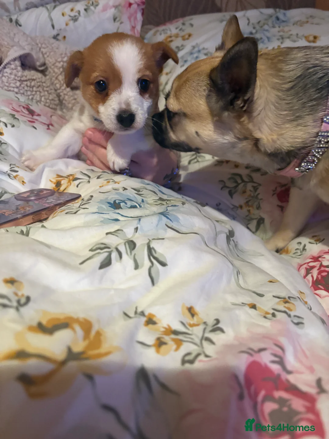 Jack Russell dogs for sale: Beautiful miniature jack russell boy  in Chelmsford - Advert 4